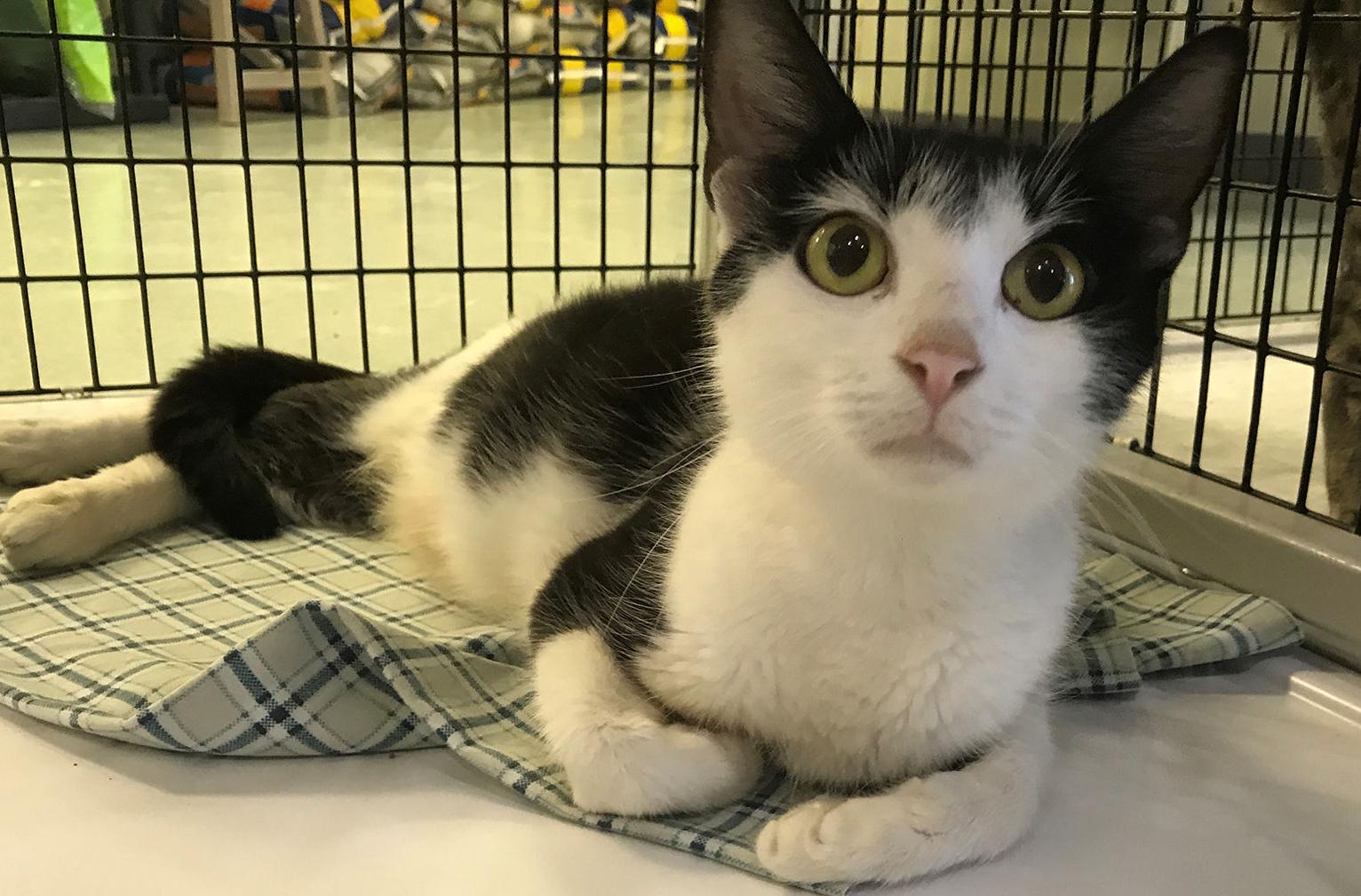 ‘Evita’ is shelter Cat of the Week